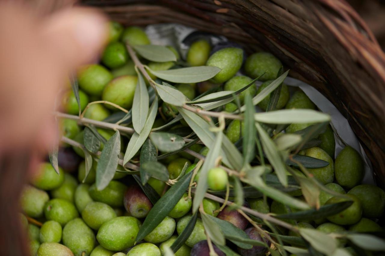 فندق Cascioni Eco Retreat أرتْساكينا المظهر الخارجي الصورة